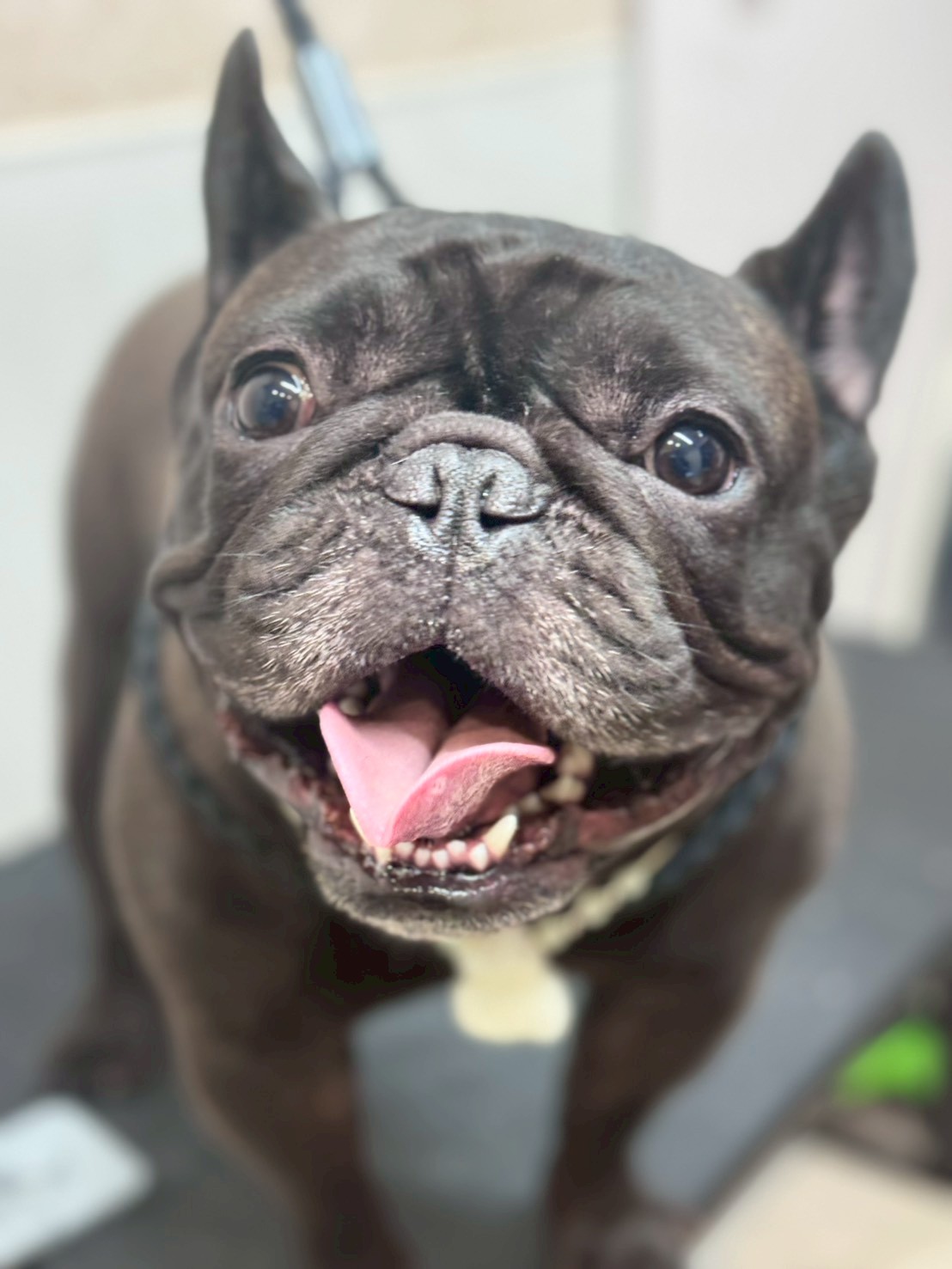 �I���[�W�� �挎�̂��q�l