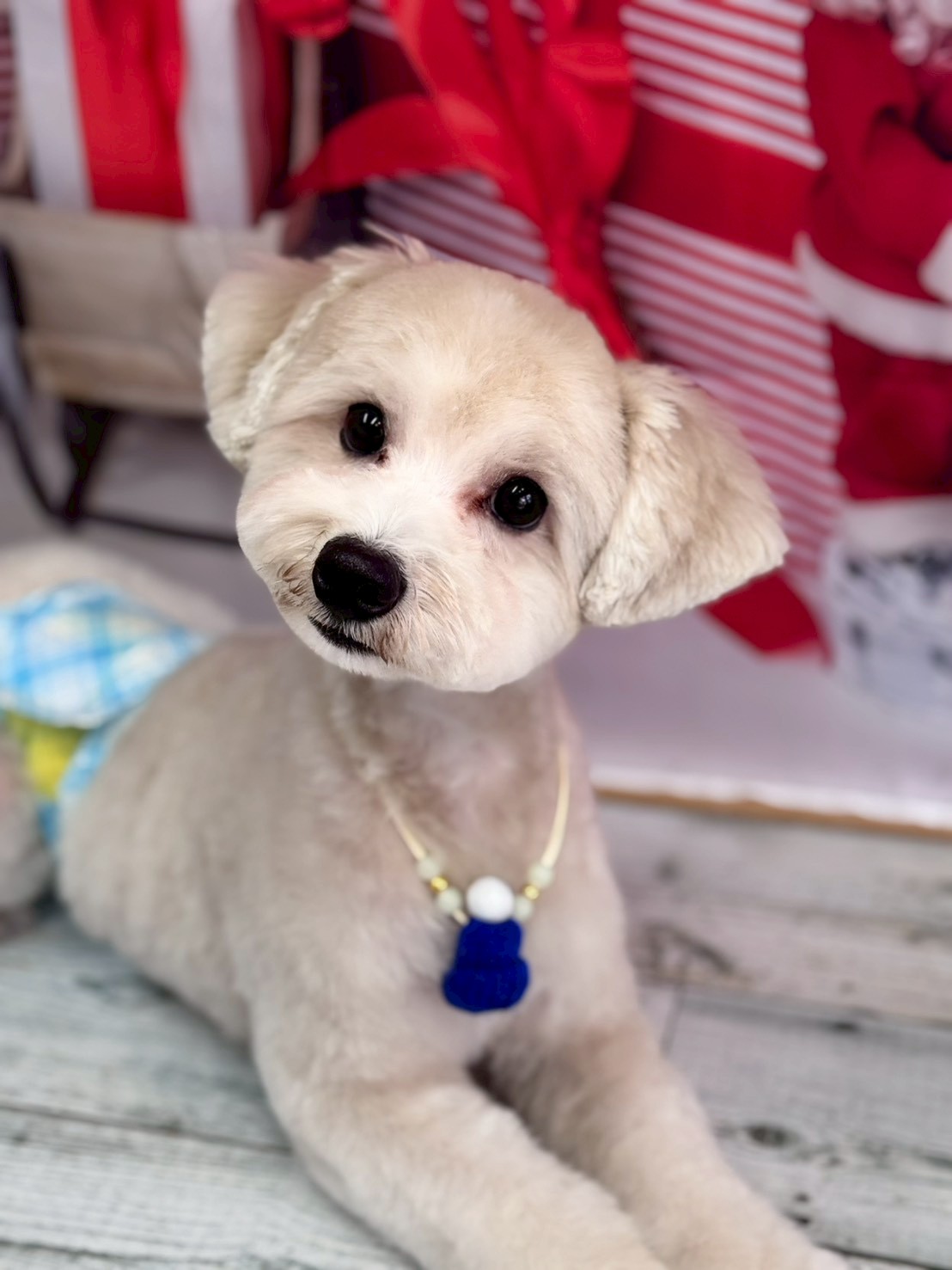 �I���[�W�� �挎�̂��q�l