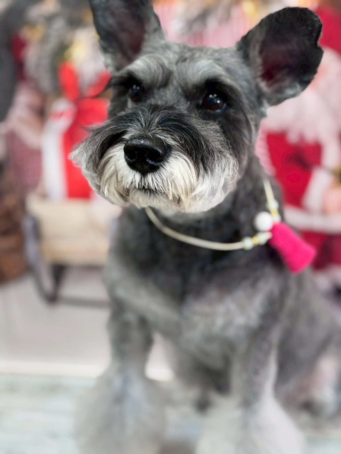 �I���[�W�� �挎�̂��q�l