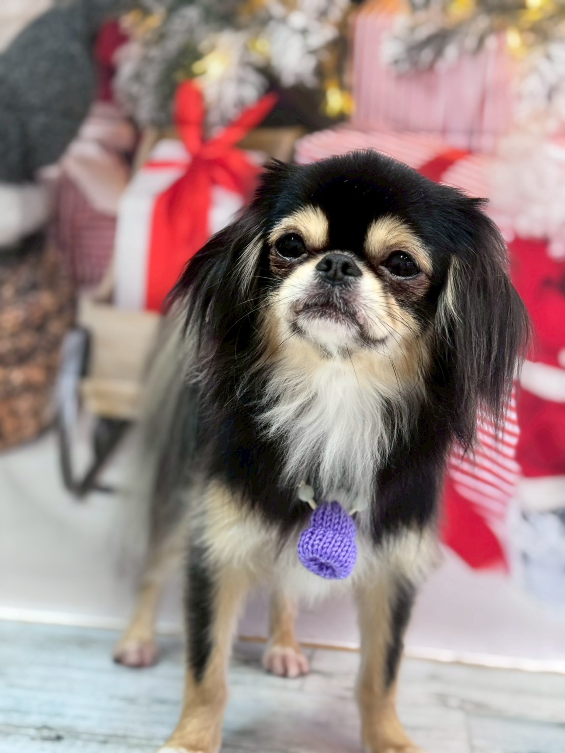 �I���[�W�� �挎�̂��q�l