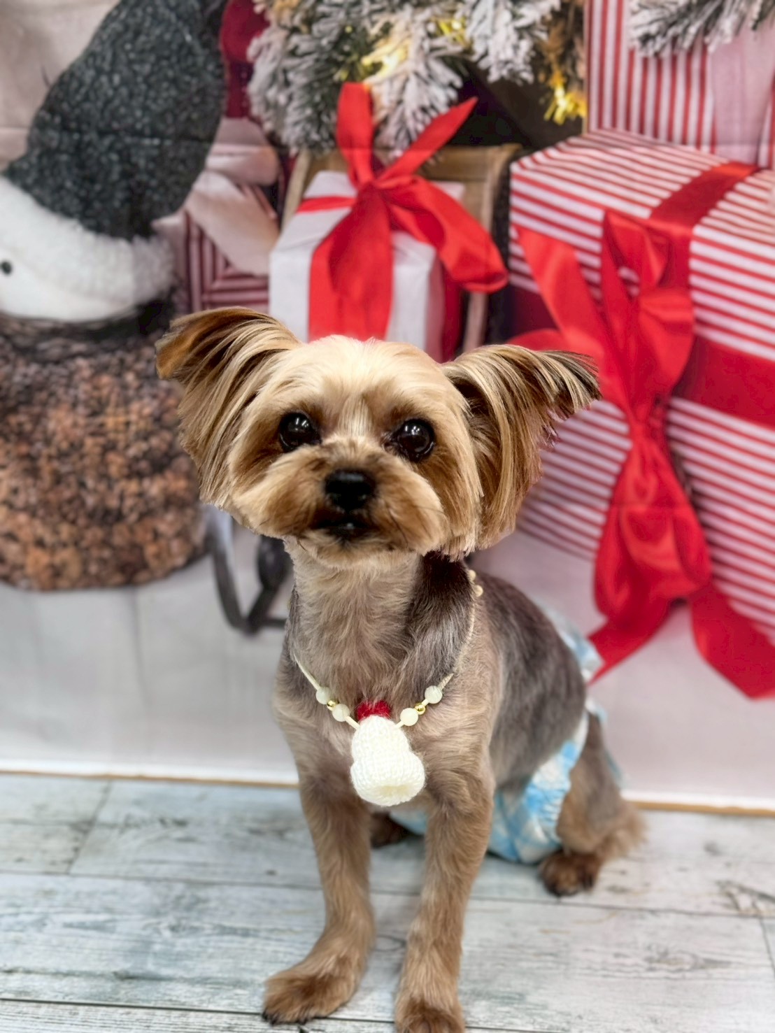 �I���[�W�� �挎�̂��q�l