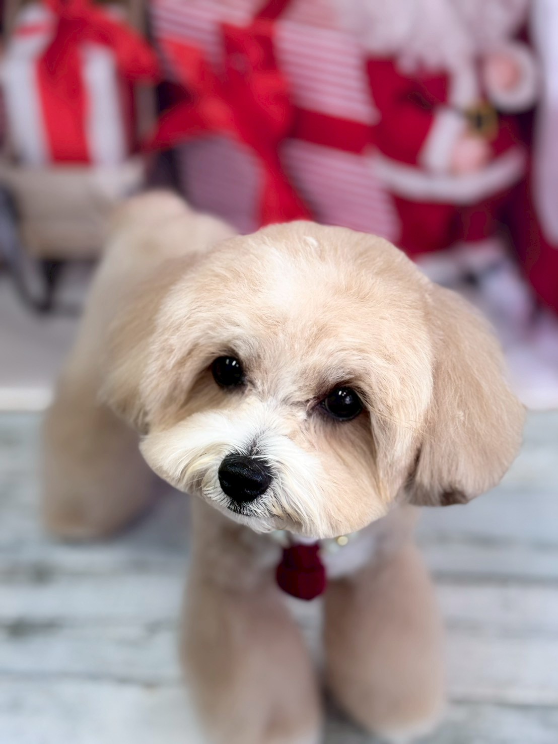 �I���[�W�� �挎�̂��q�l