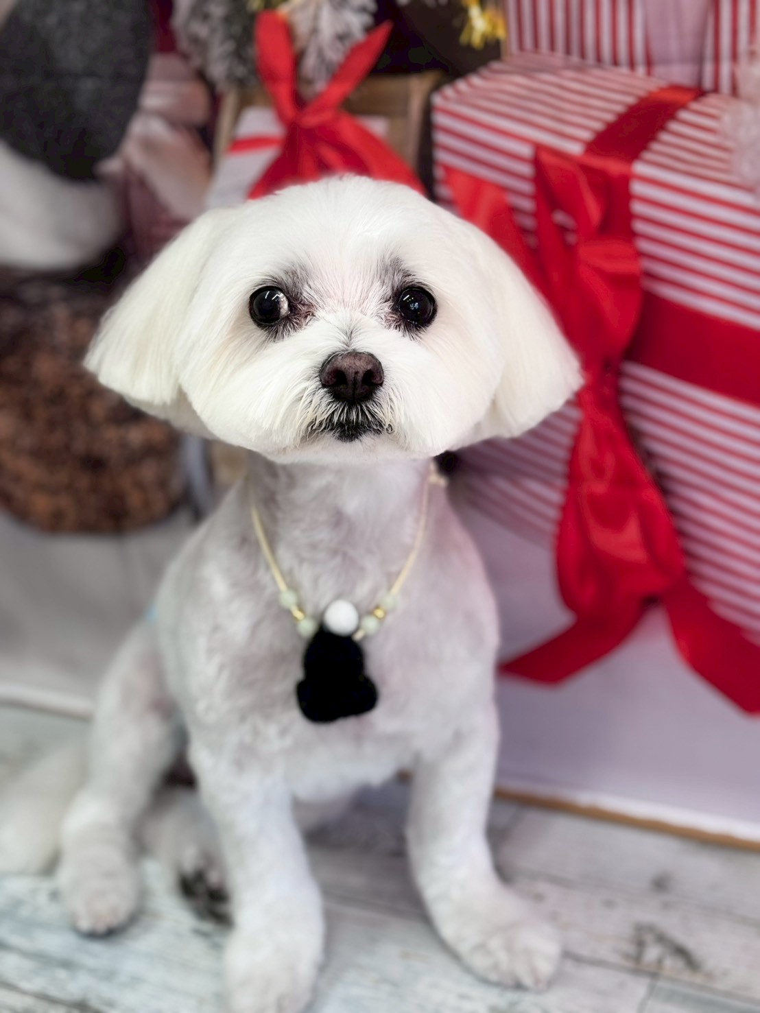 �I���[�W�� �挎�̂��q�l