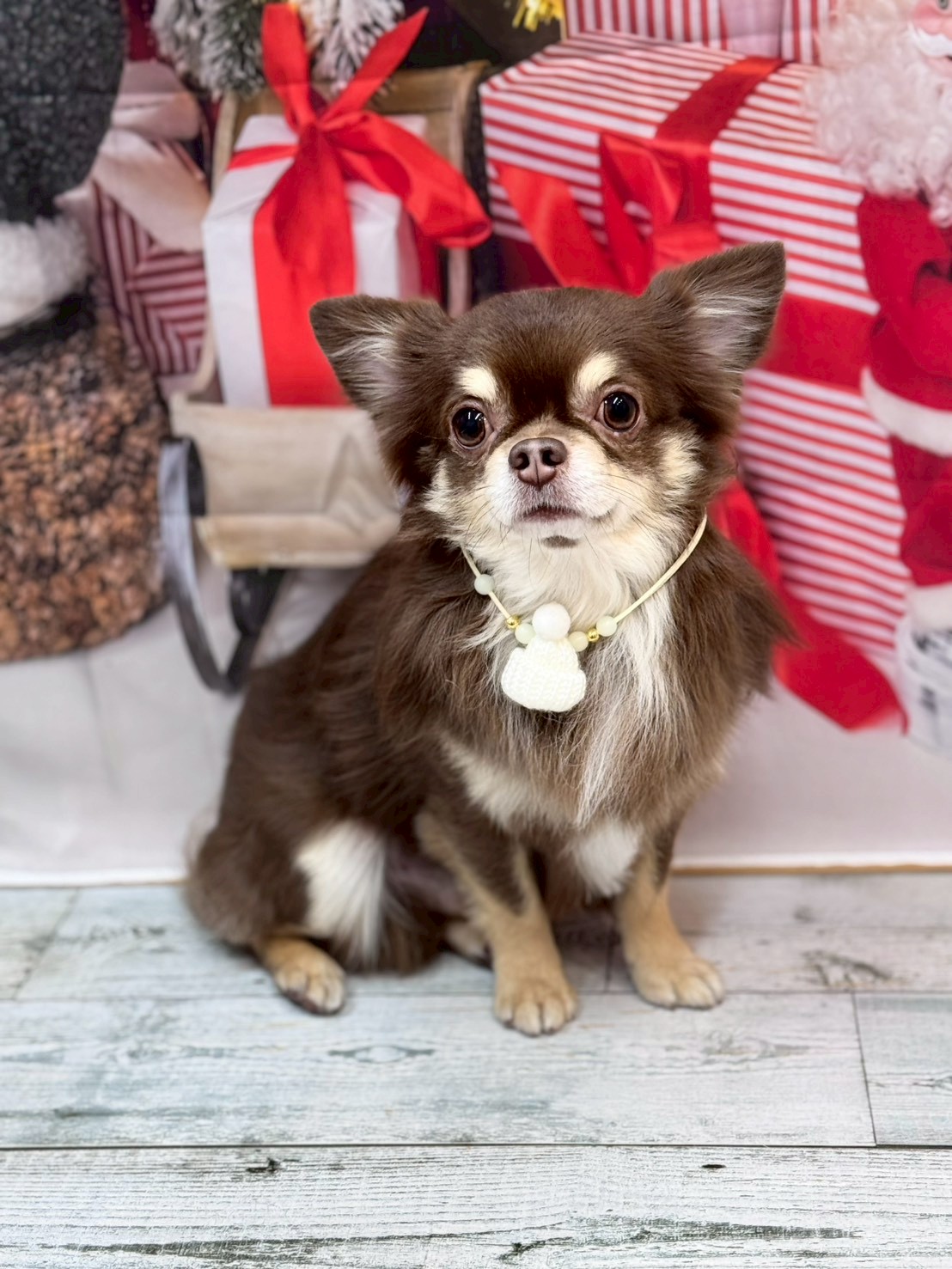 �I���[�W�� �挎�̂��q�l