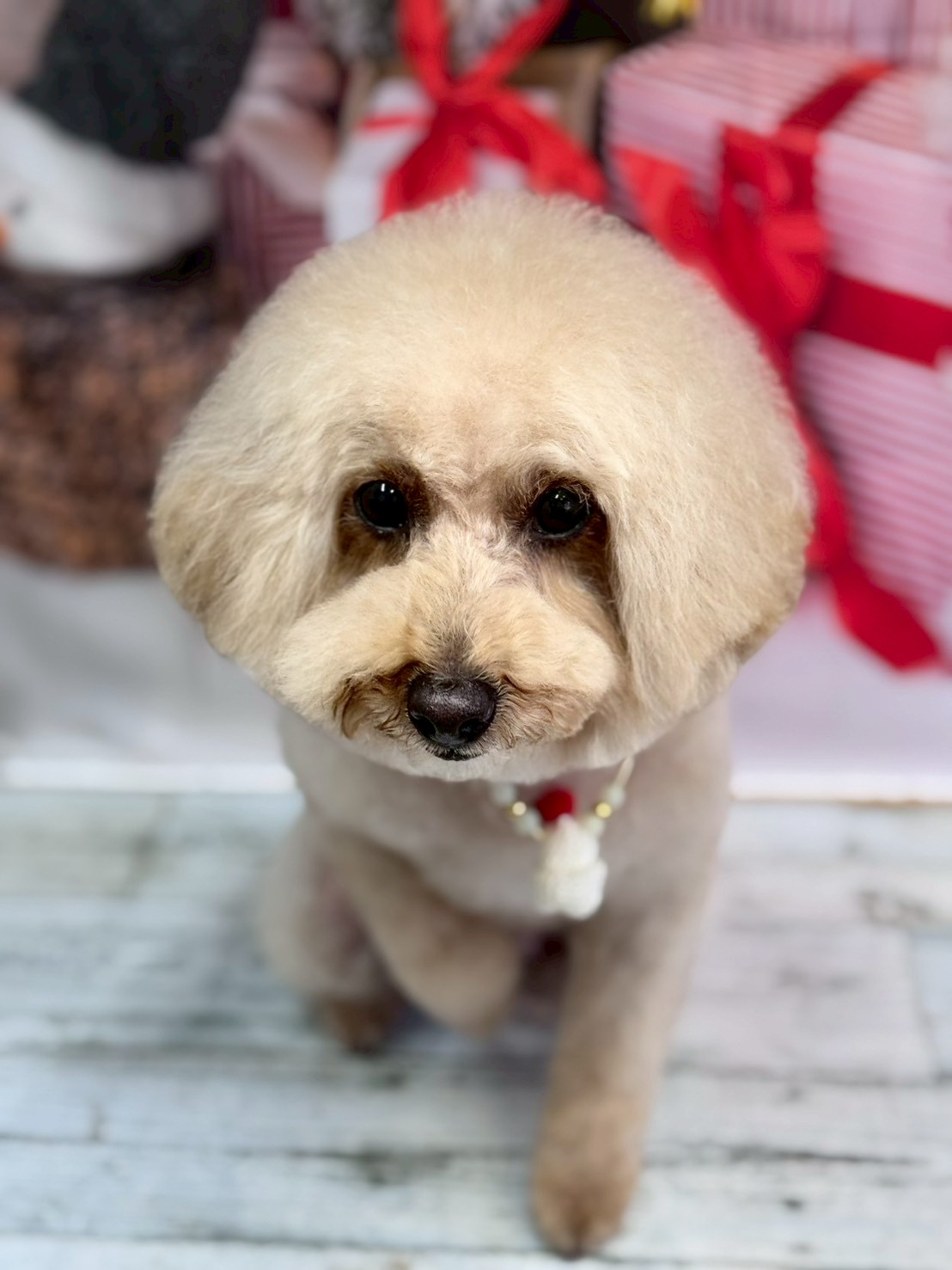 �I���[�W�� �挎�̂��q�l