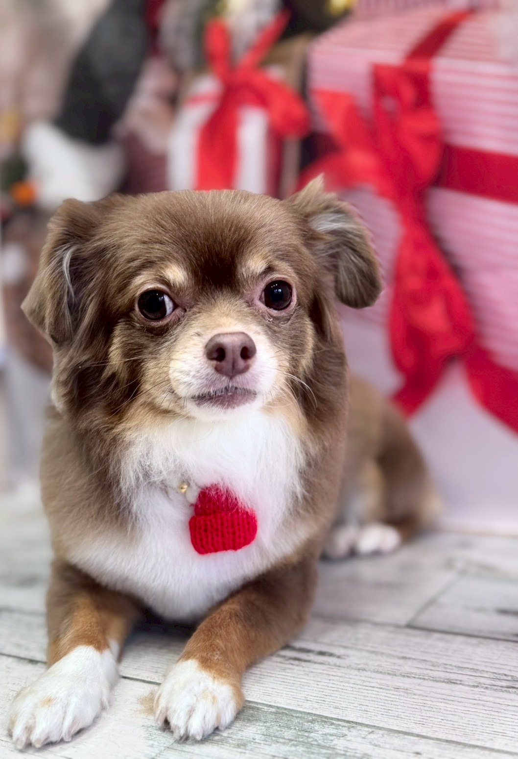 �I���[�W�� �挎�̂��q�l