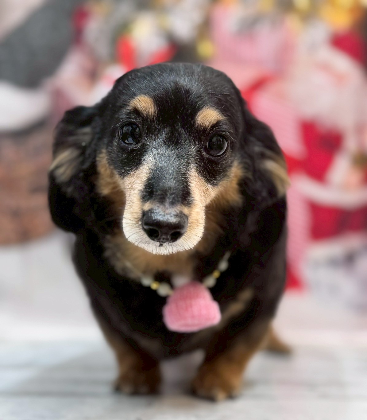 �I���[�W�� �挎�̂��q�l