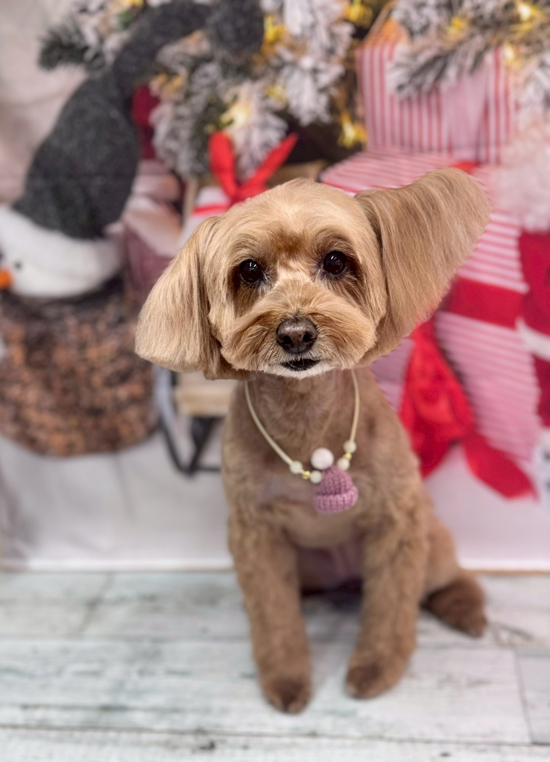 �I���[�W�� �挎�̂��q�l