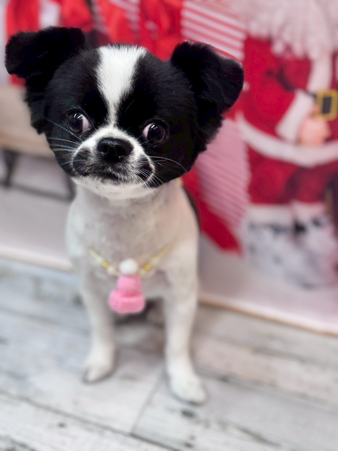 �I���[�W�� �挎�̂��q�l