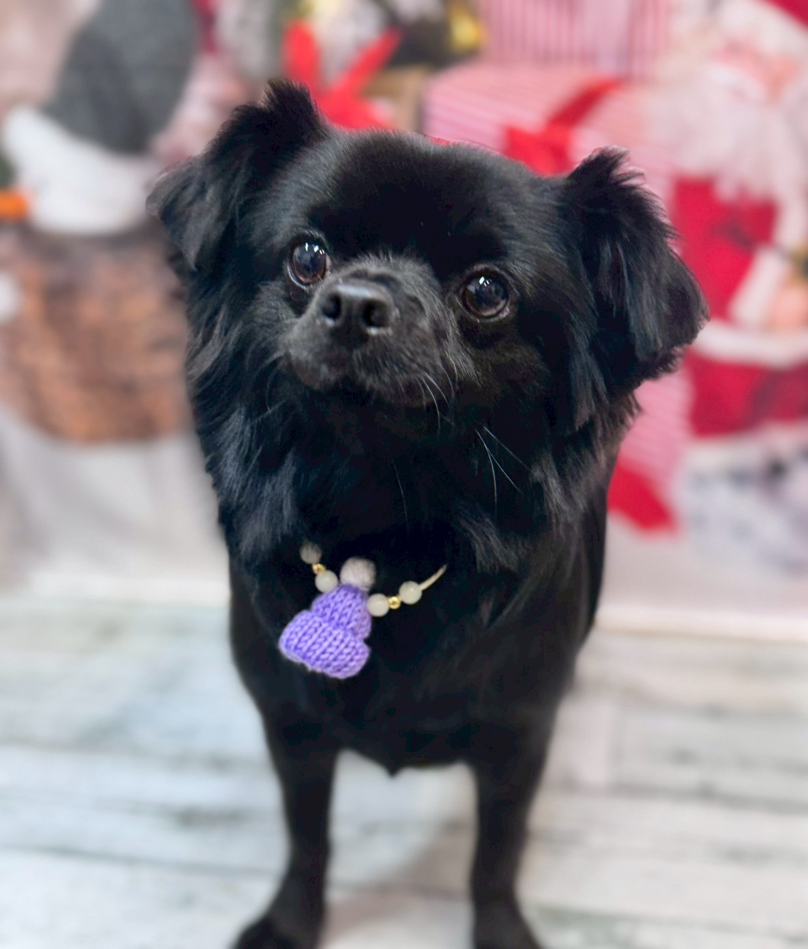 �I���[�W�� �挎�̂��q�l