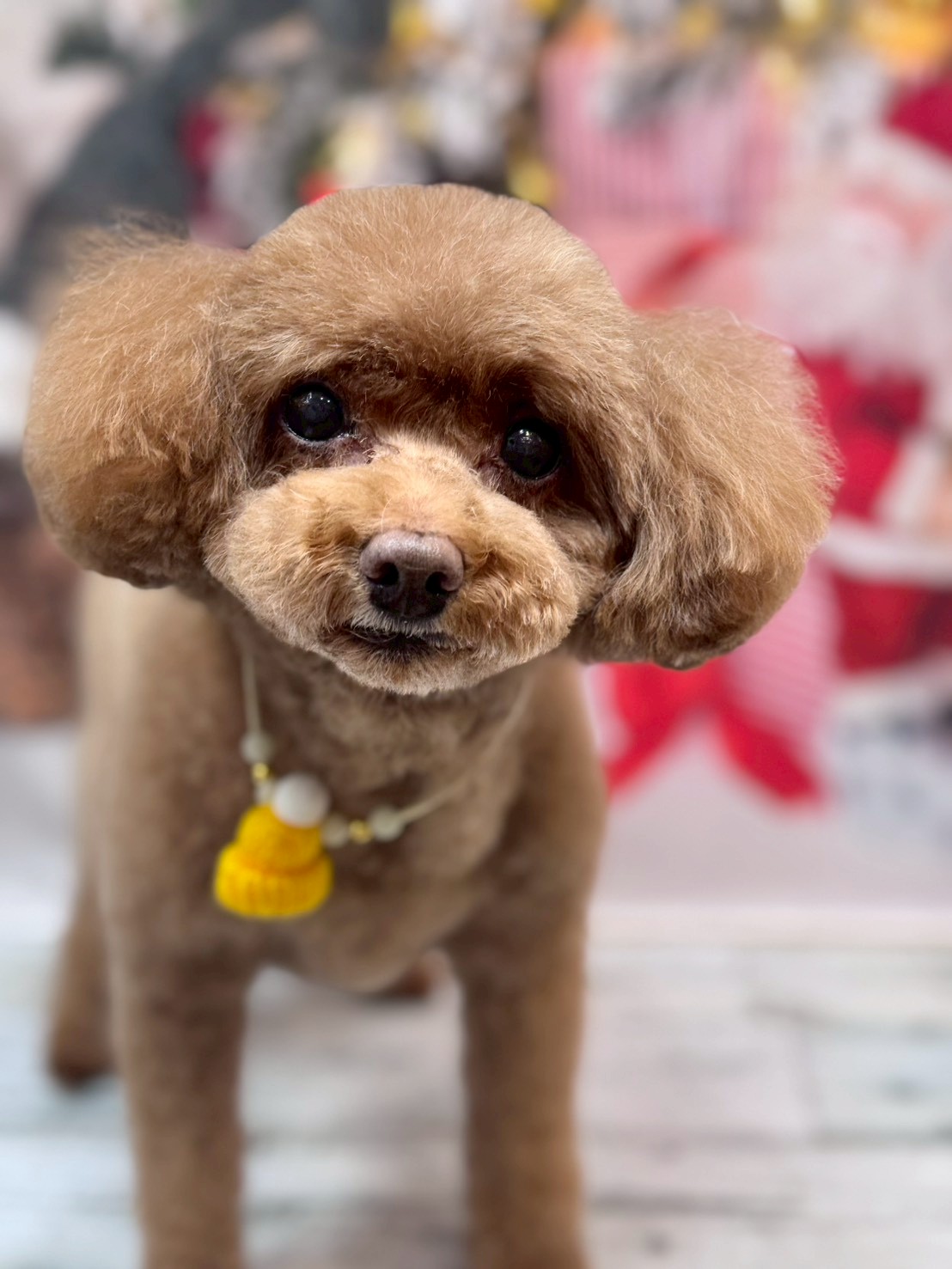 �I���[�W�� �挎�̂��q�l