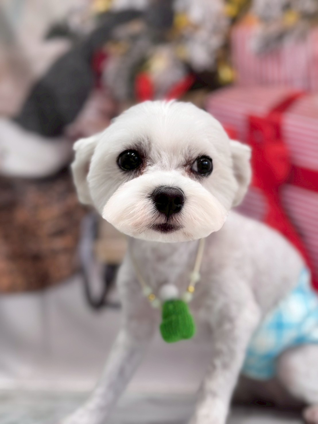 �I���[�W�� �挎�̂��q�l