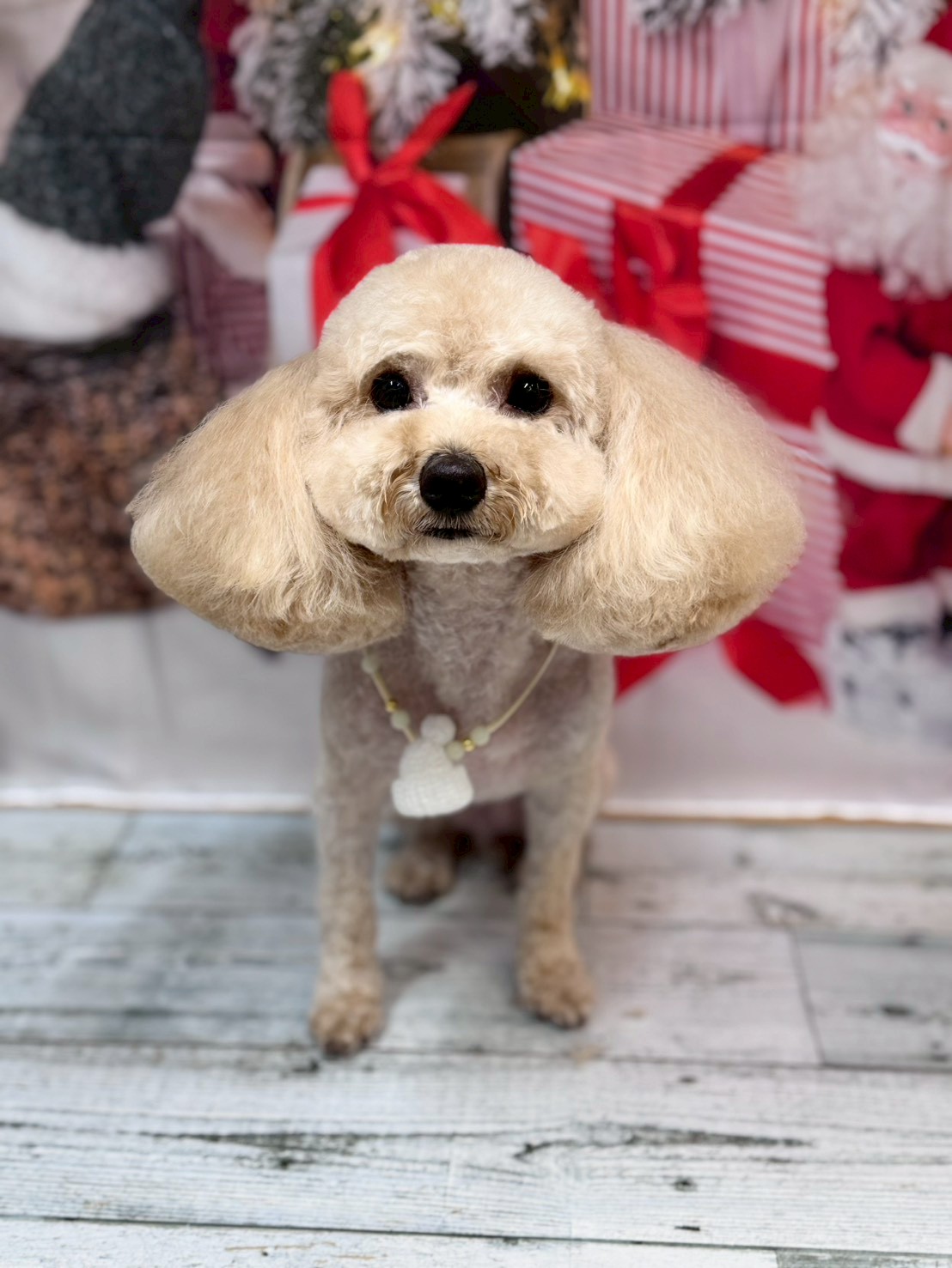 �I���[�W�� �挎�̂��q�l