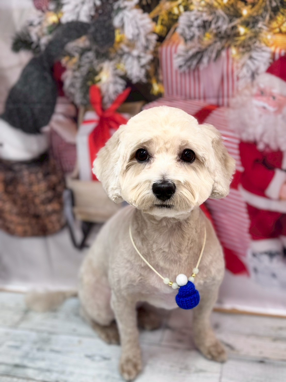 �I���[�W�� �挎�̂��q�l