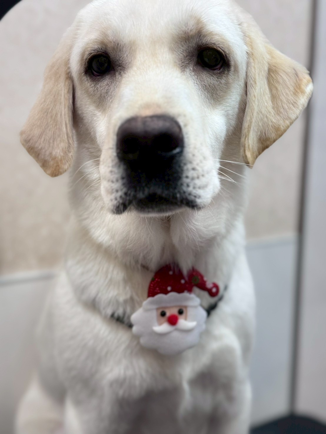 �I���[�W�� �挎�̂��q�l