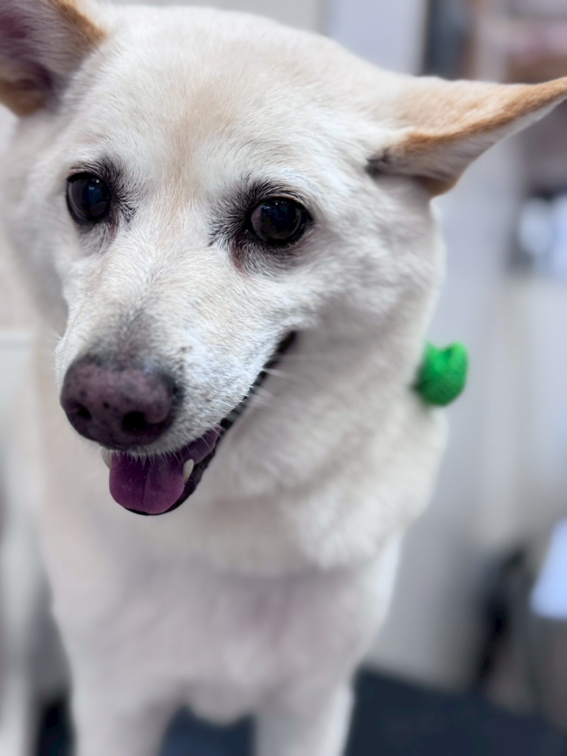 �I���[�W�� �挎�̂��q�l