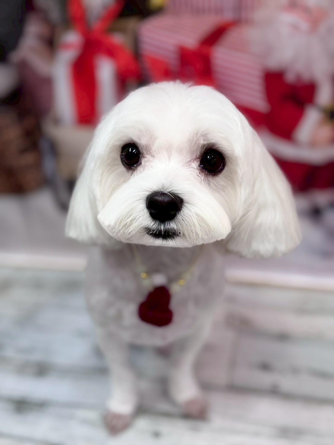 �I���[�W�� �挎�̂��q�l