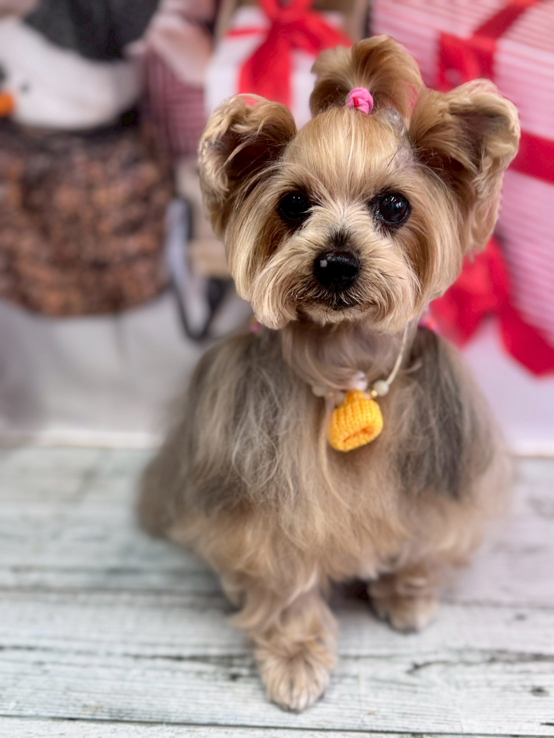 �I���[�W�� �挎�̂��q�l