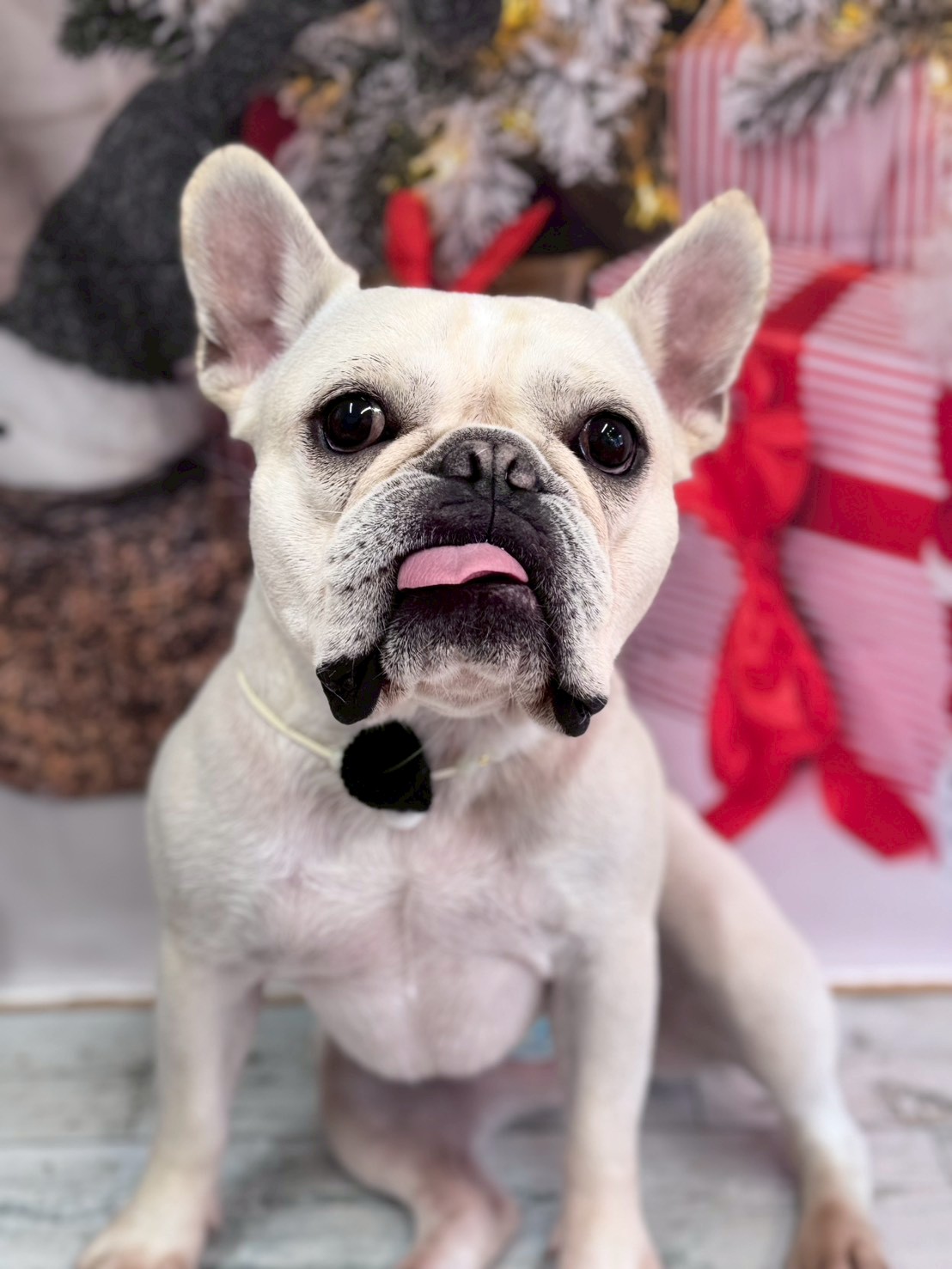 �I���[�W�� �挎�̂��q�l