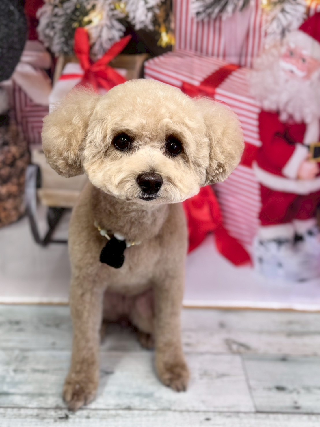 �I���[�W�� �挎�̂��q�l