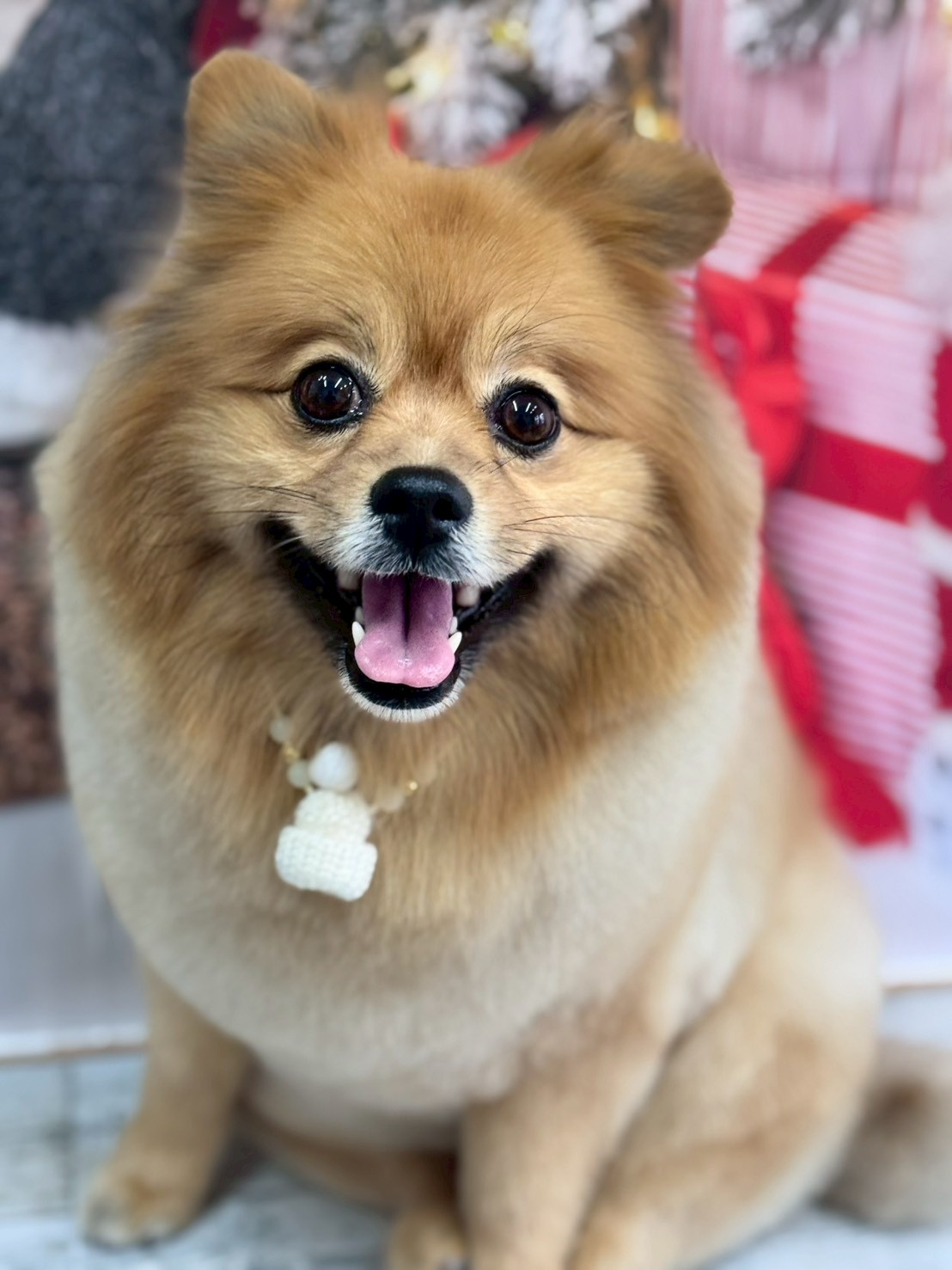 �I���[�W�� �挎�̂��q�l