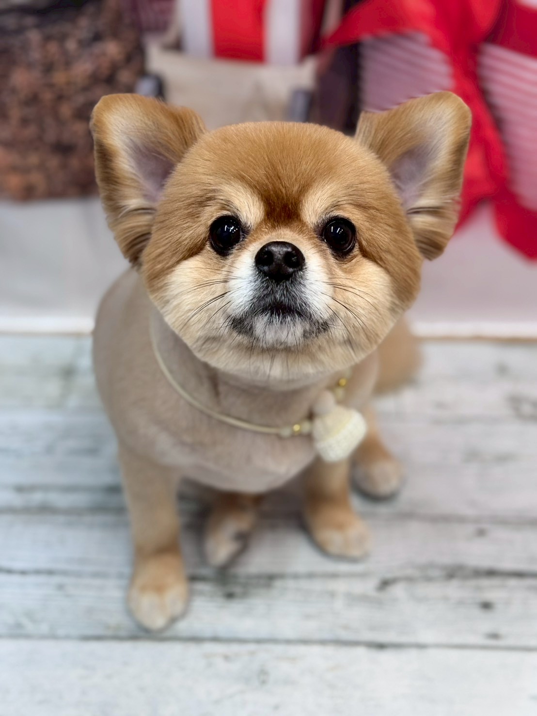 �I���[�W�� �挎�̂��q�l