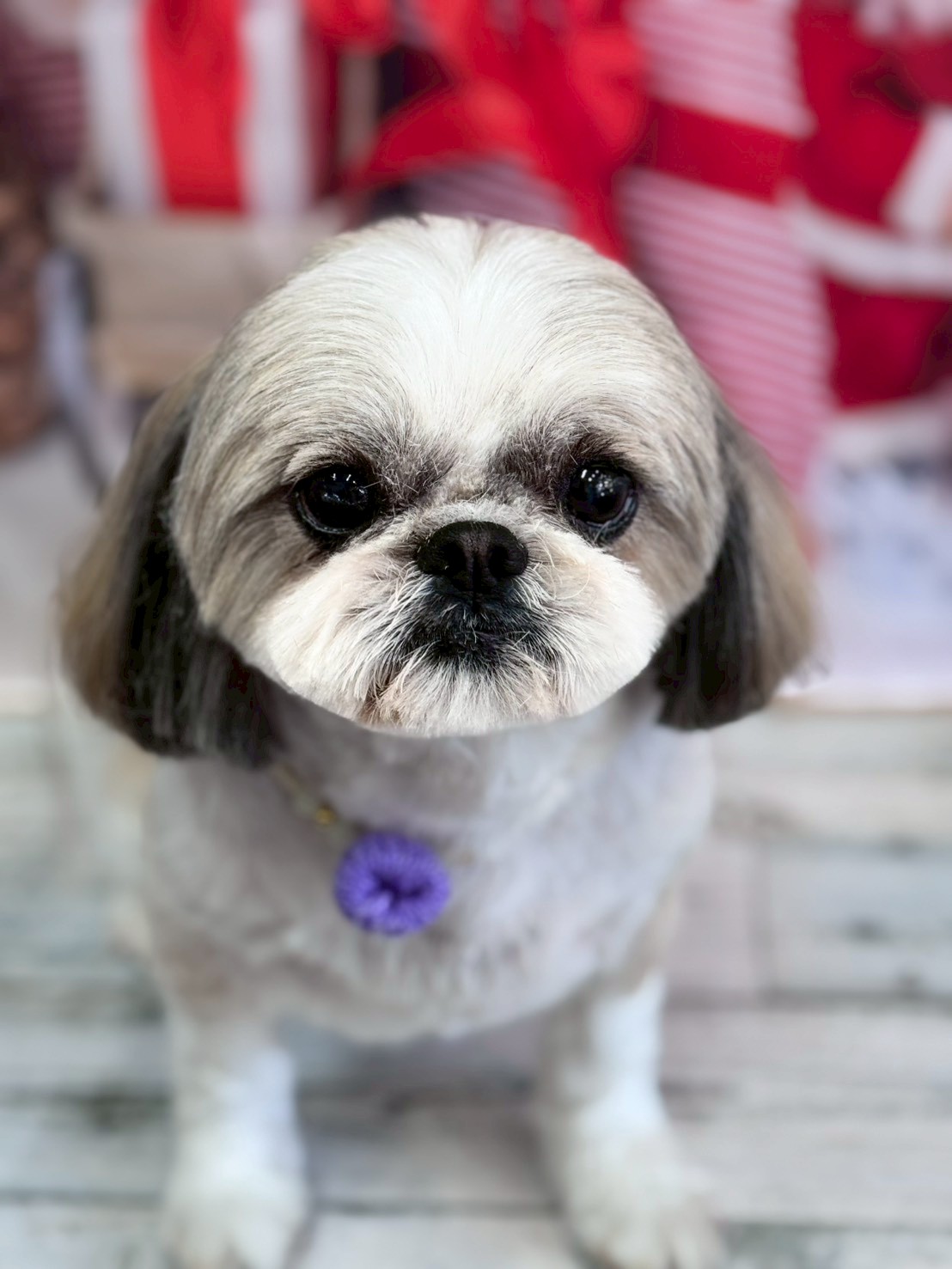 �I���[�W�� �挎�̂��q�l