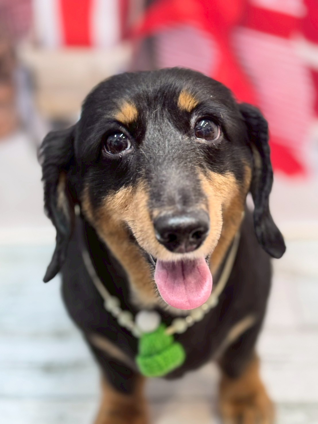 �I���[�W�� �挎�̂��q�l