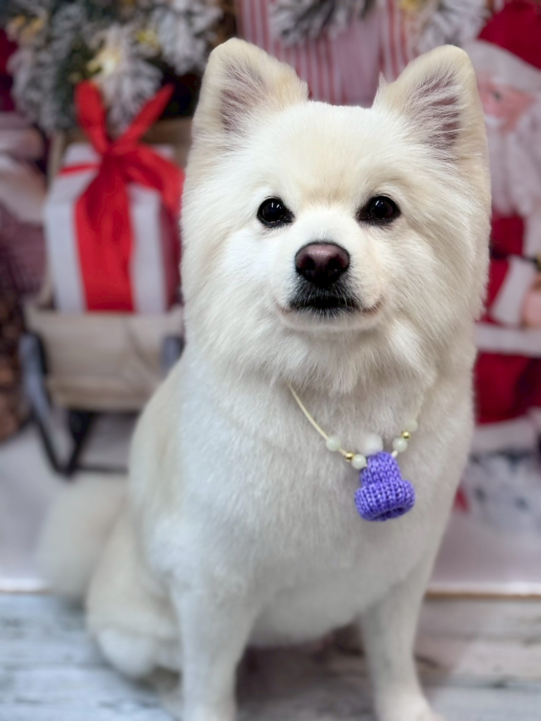 �I���[�W�� �挎�̂��q�l