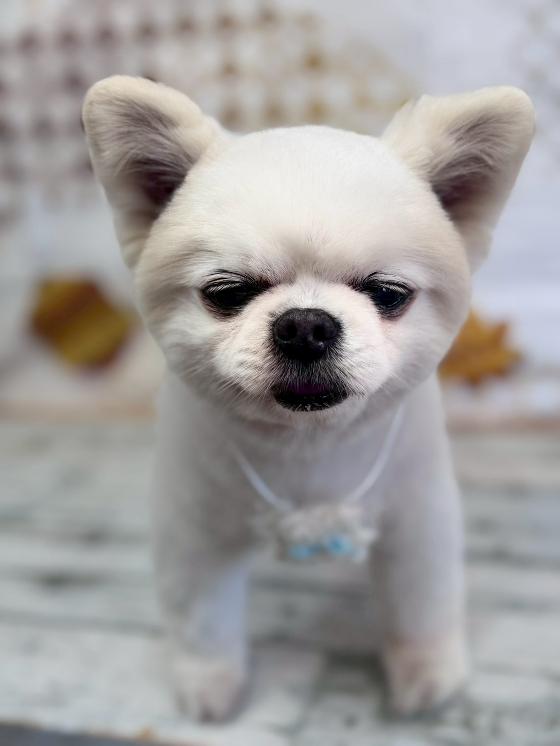 �I���[�W�� �挎�̂��q�l