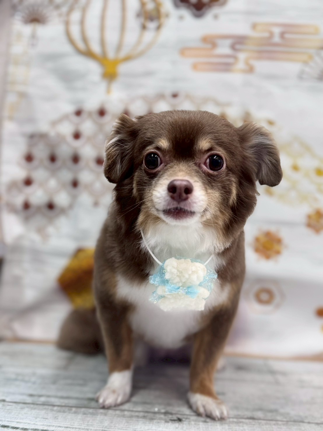 �I���[�W�� �挎�̂��q�l