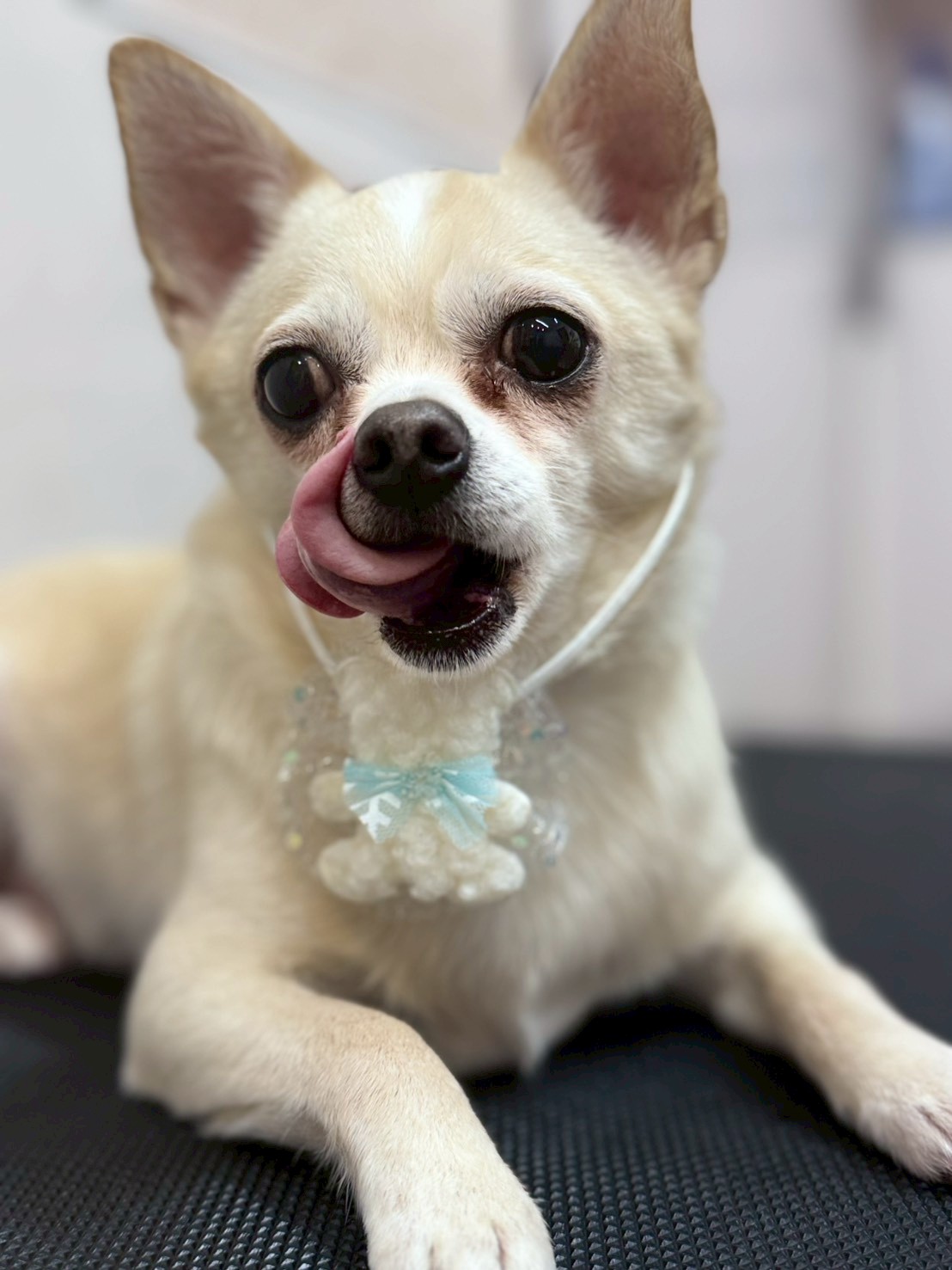 �I���[�W�� �挎�̂��q�l