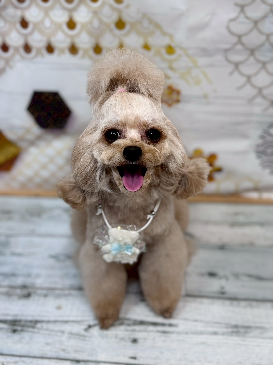 �I���[�W�� �挎�̂��q�l