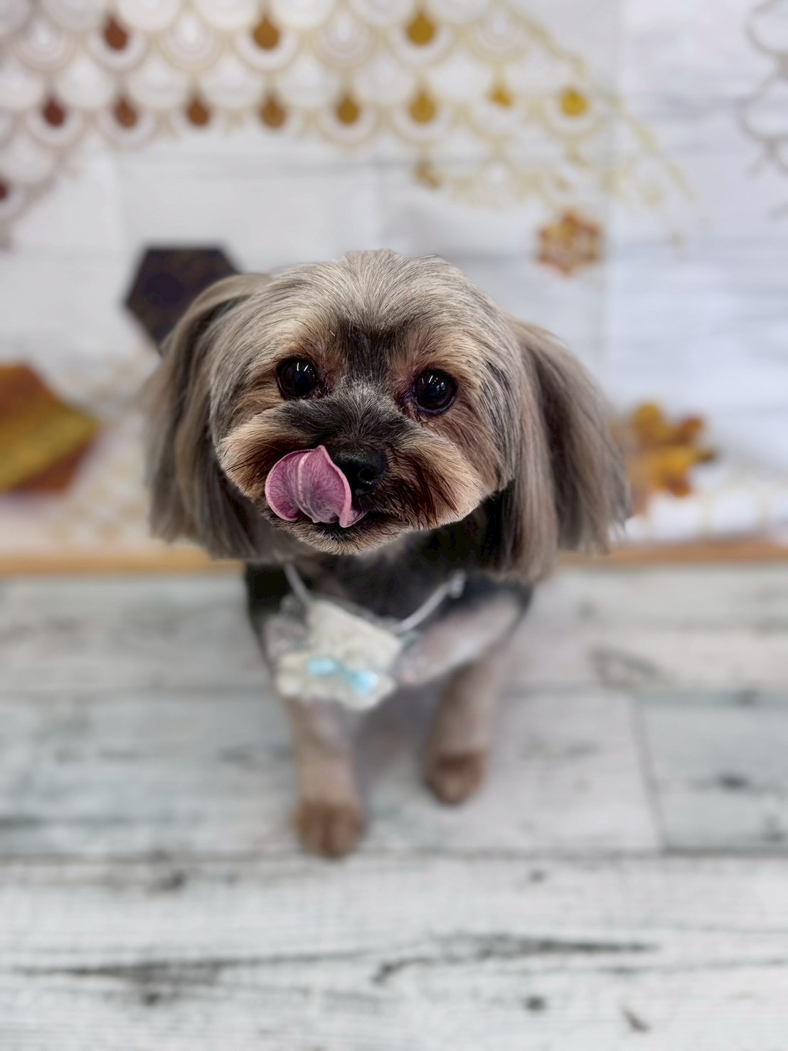 �I���[�W�� �挎�̂��q�l