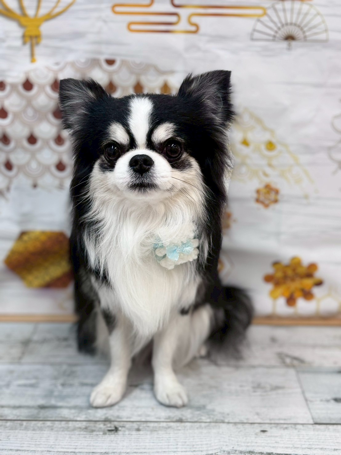 �I���[�W�� �挎�̂��q�l