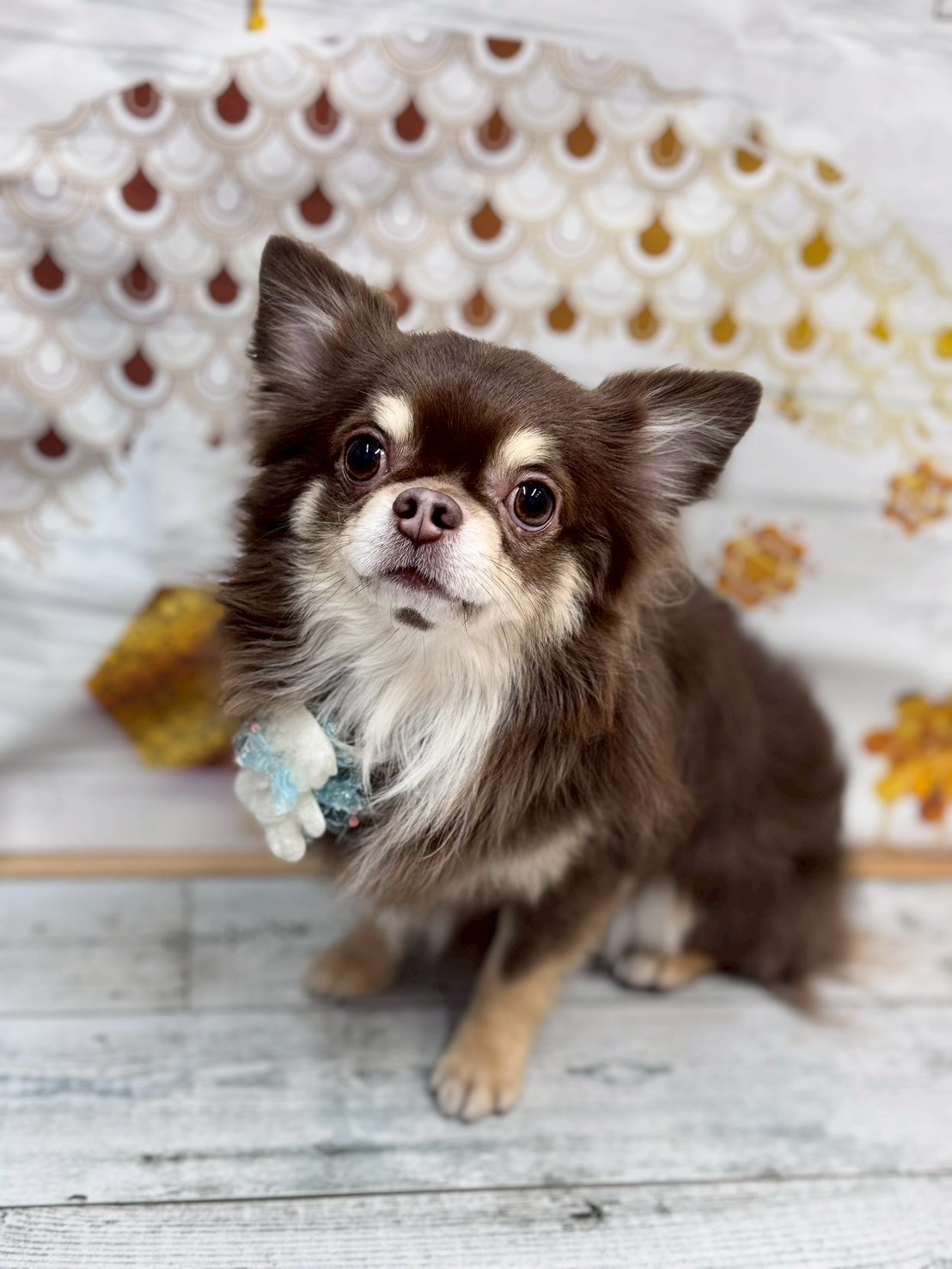 �I���[�W�� �挎�̂��q�l