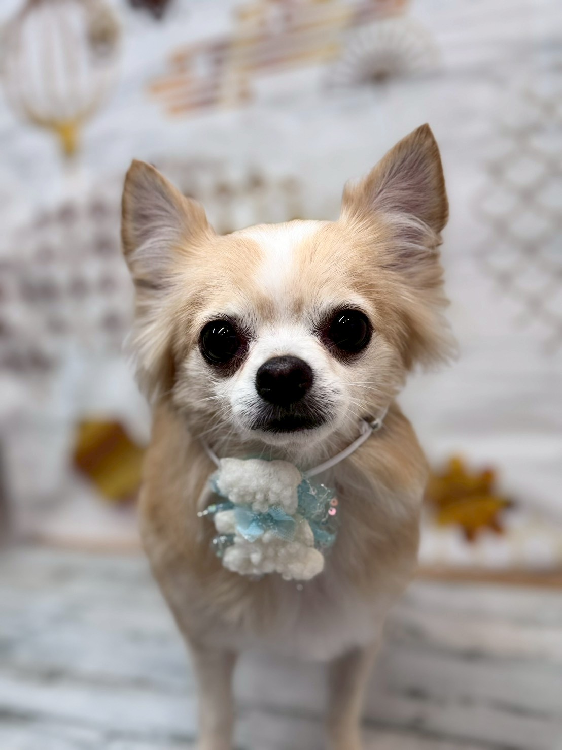 �I���[�W�� �挎�̂��q�l