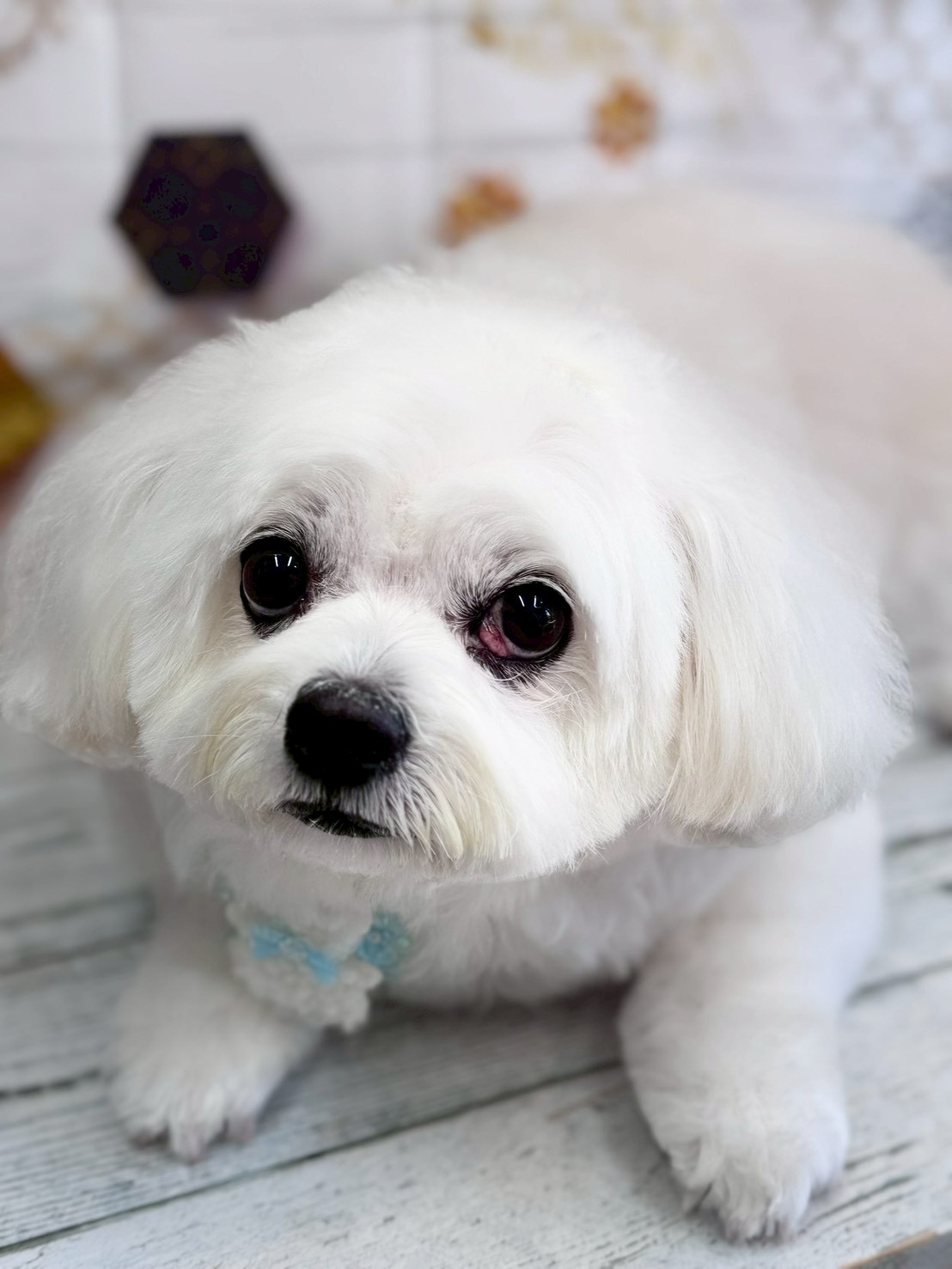 �I���[�W�� �挎�̂��q�l