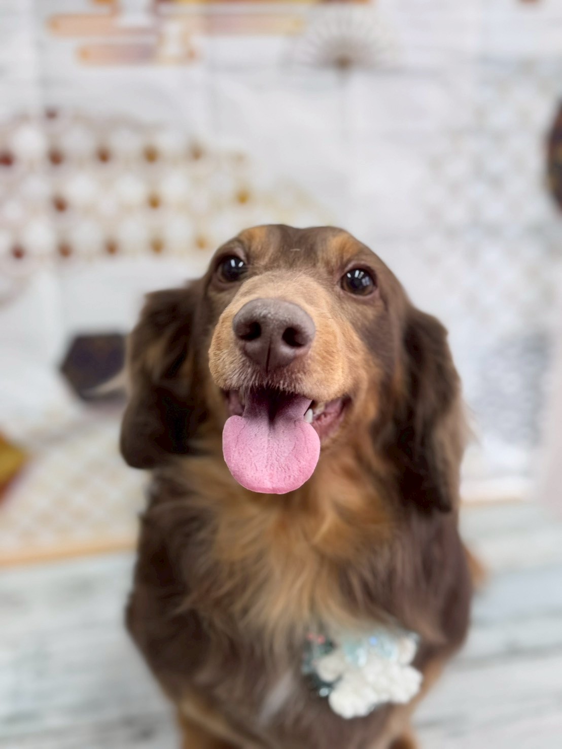 �I���[�W�� �挎�̂��q�l