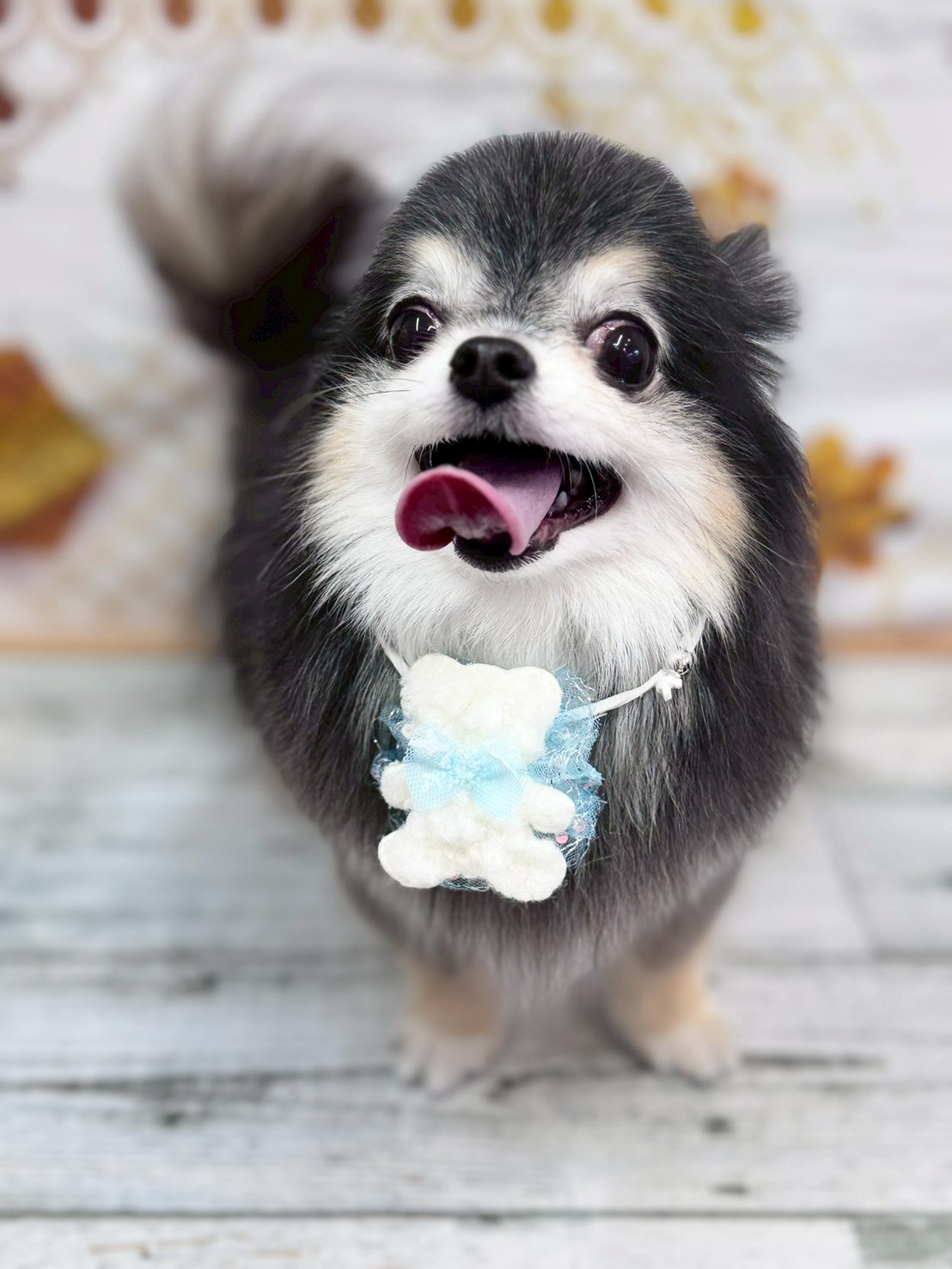 �I���[�W�� �挎�̂��q�l