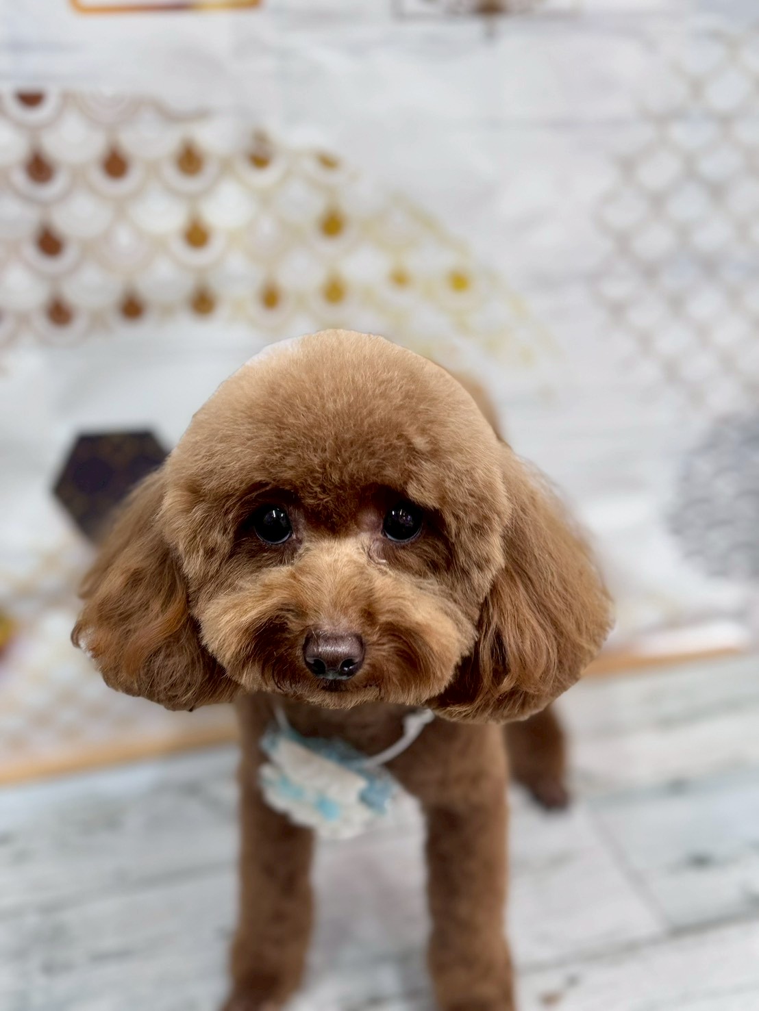 �I���[�W�� �挎�̂��q�l