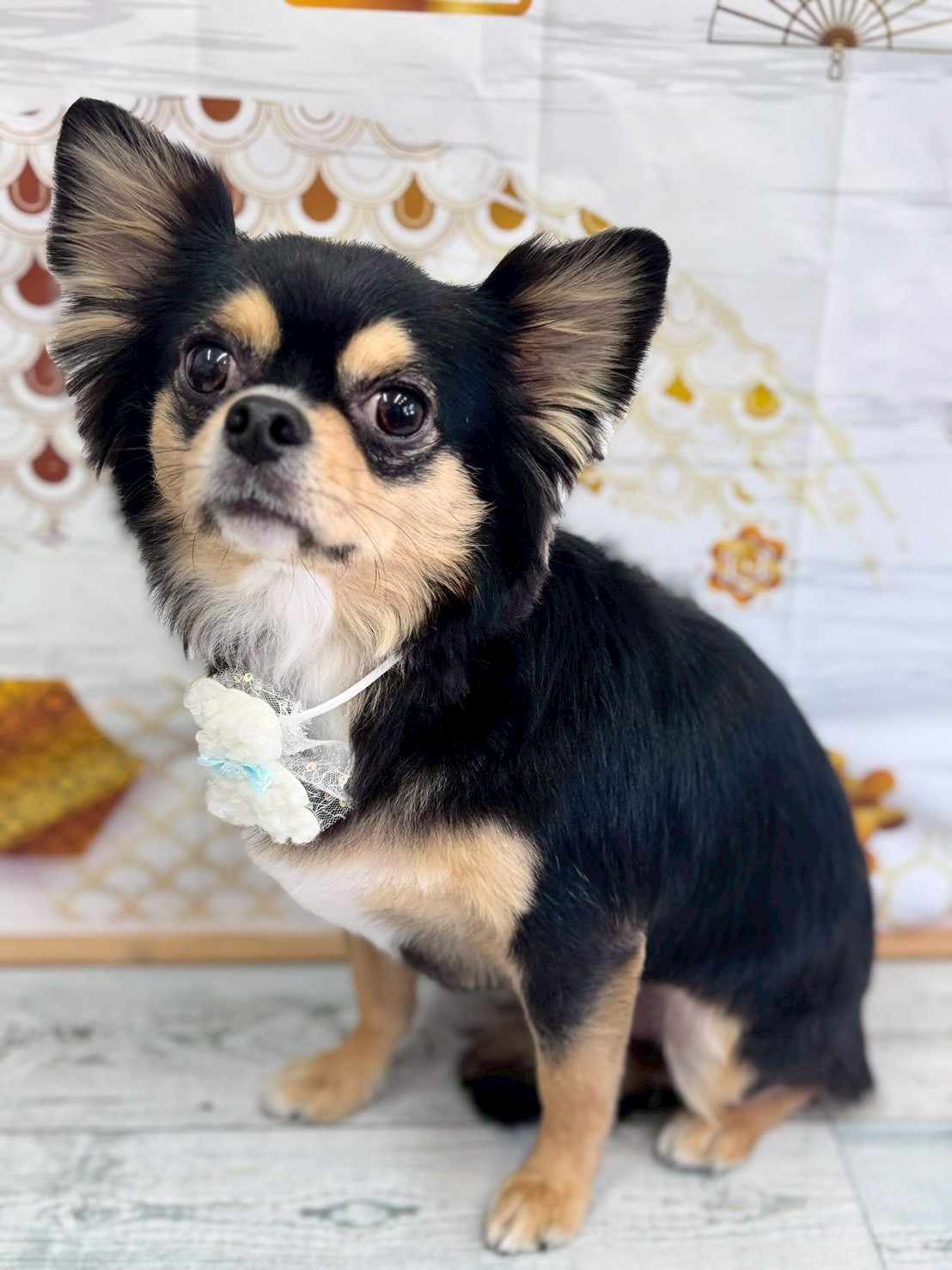 �I���[�W�� �挎�̂��q�l