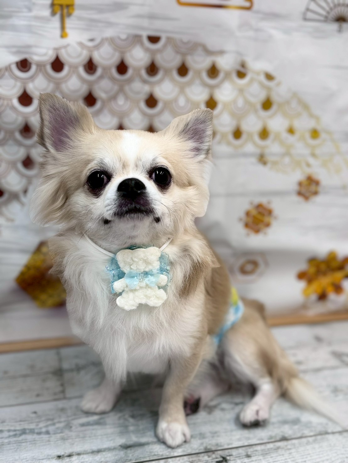 �I���[�W�� �挎�̂��q�l