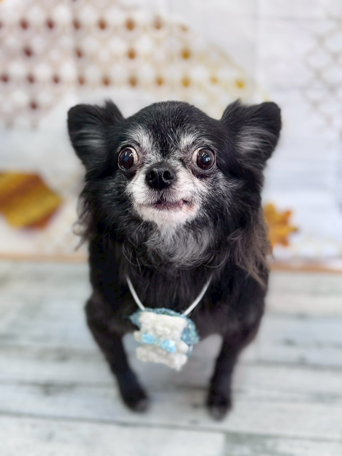 �I���[�W�� �挎�̂��q�l