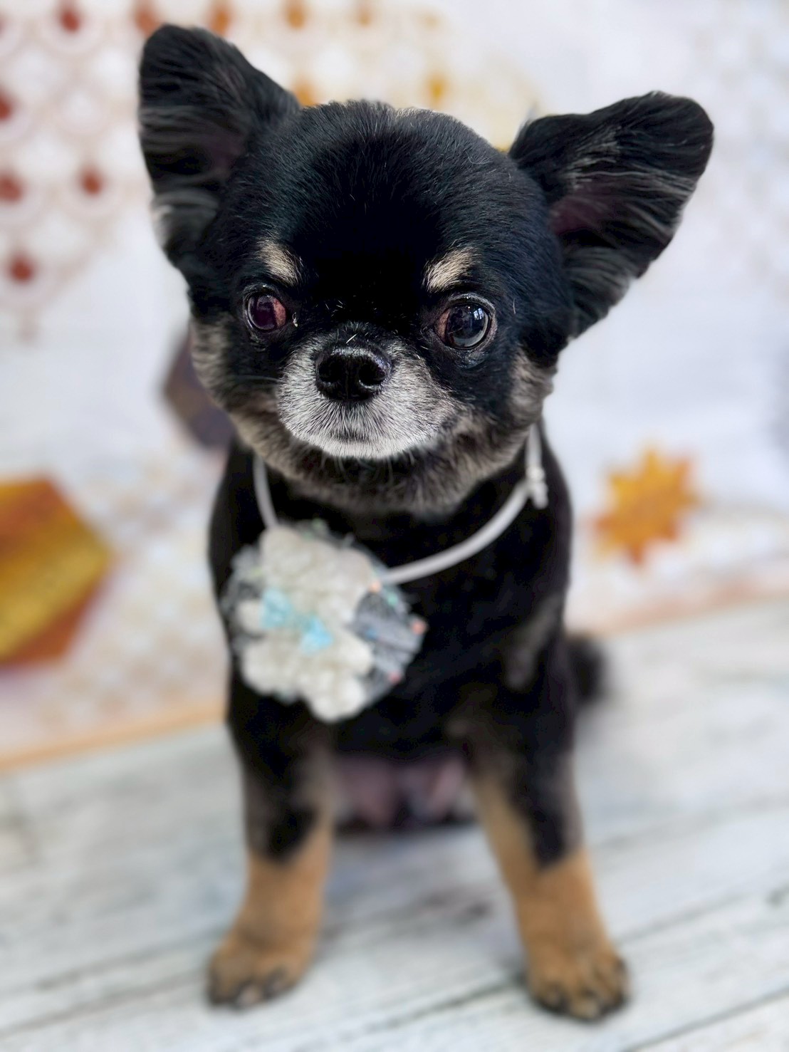 �I���[�W�� �挎�̂��q�l