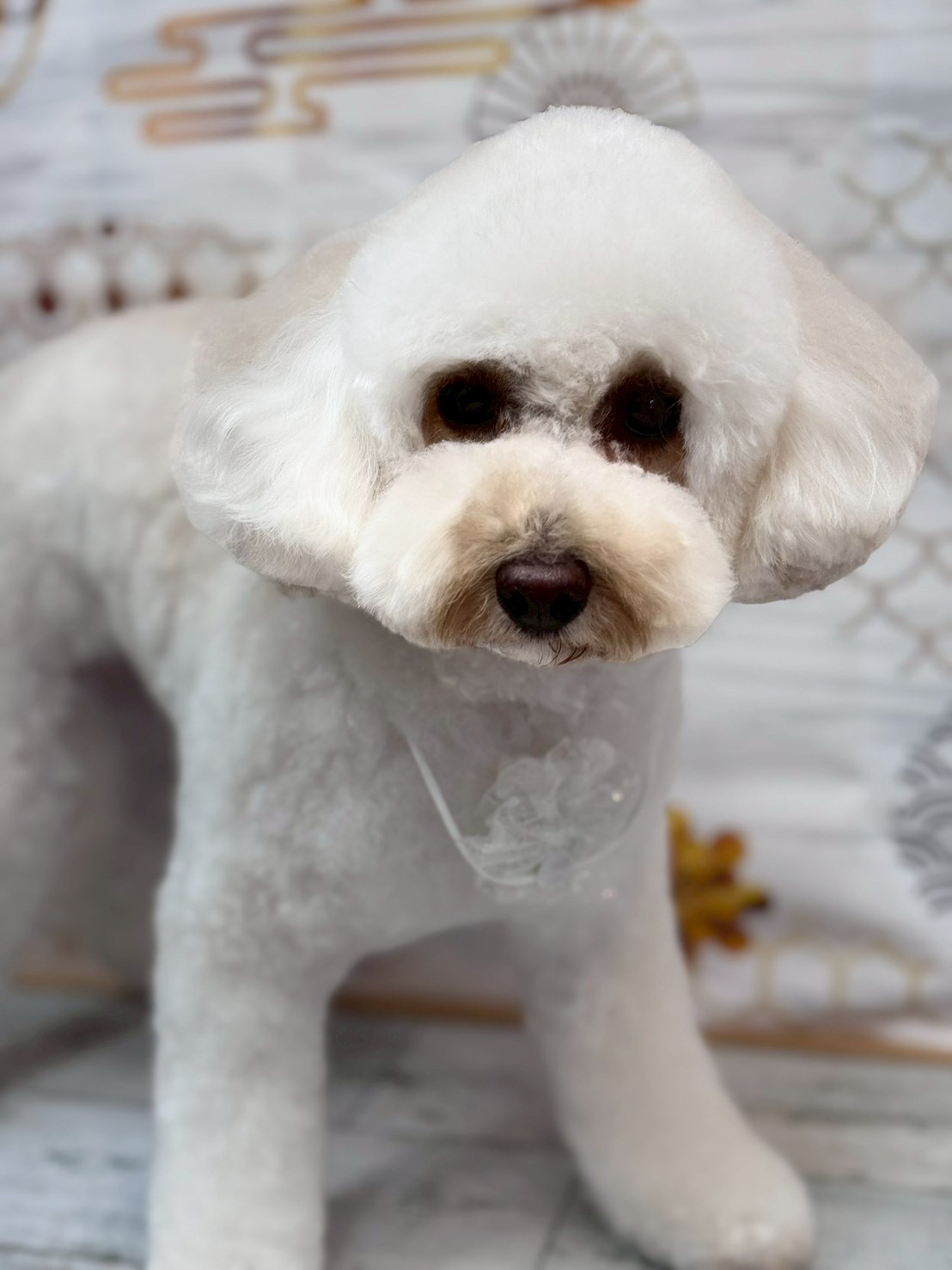 �I���[�W�� �挎�̂��q�l