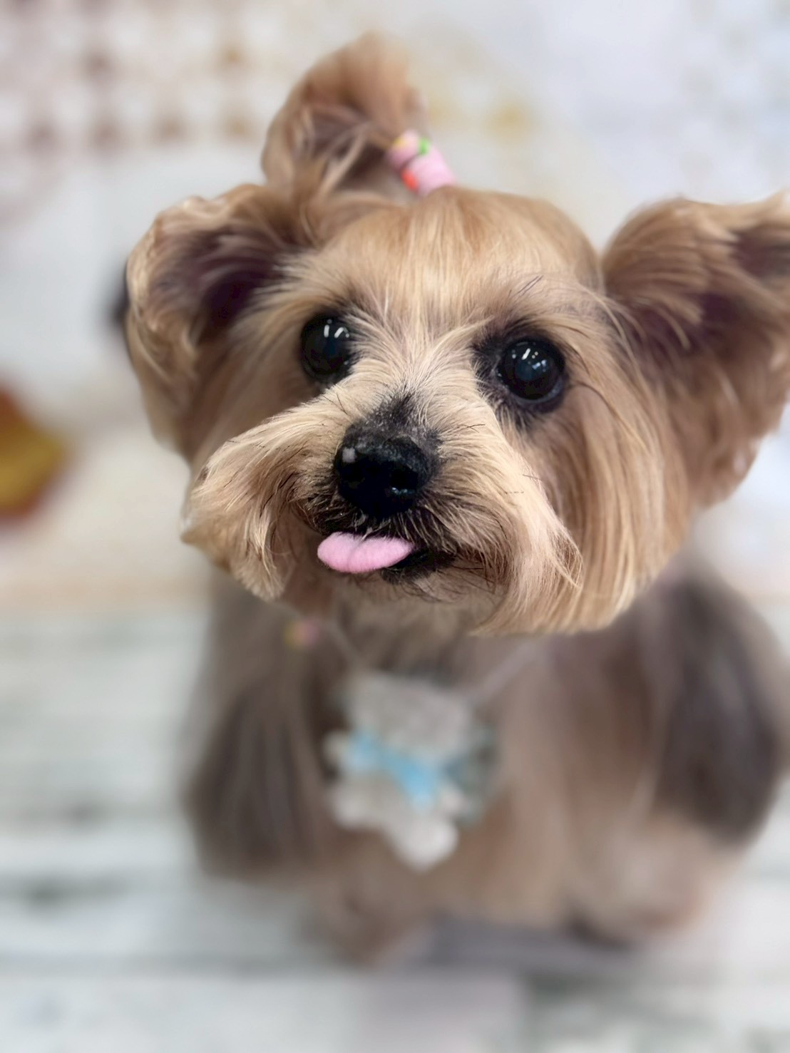 �I���[�W�� �挎�̂��q�l