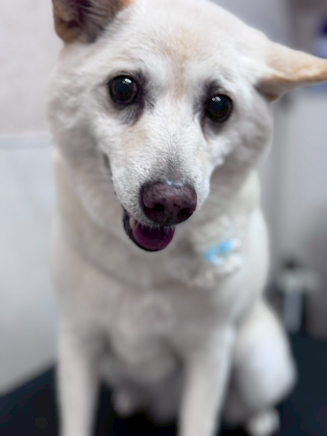 �I���[�W�� �挎�̂��q�l