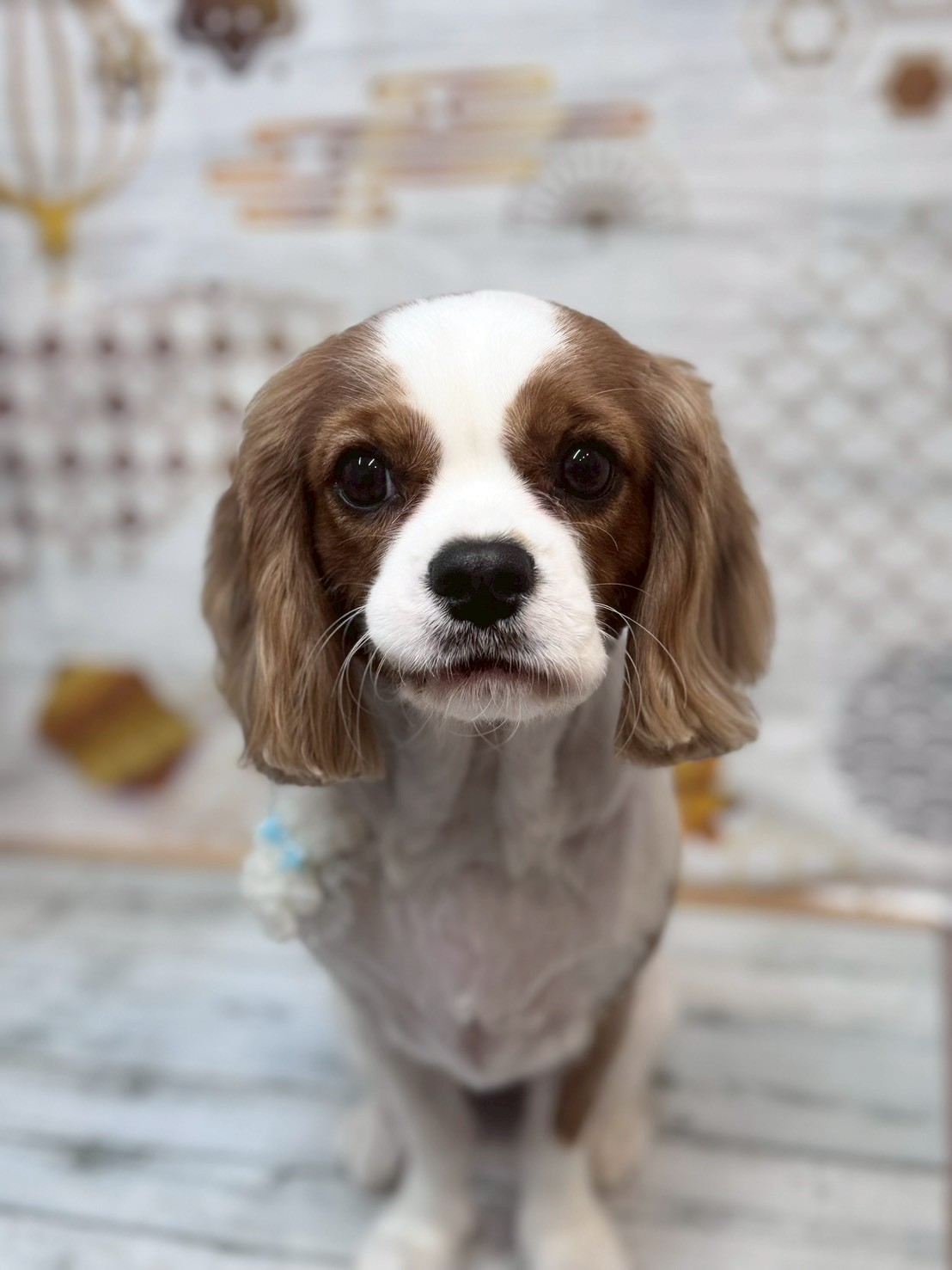 �I���[�W�� �挎�̂��q�l