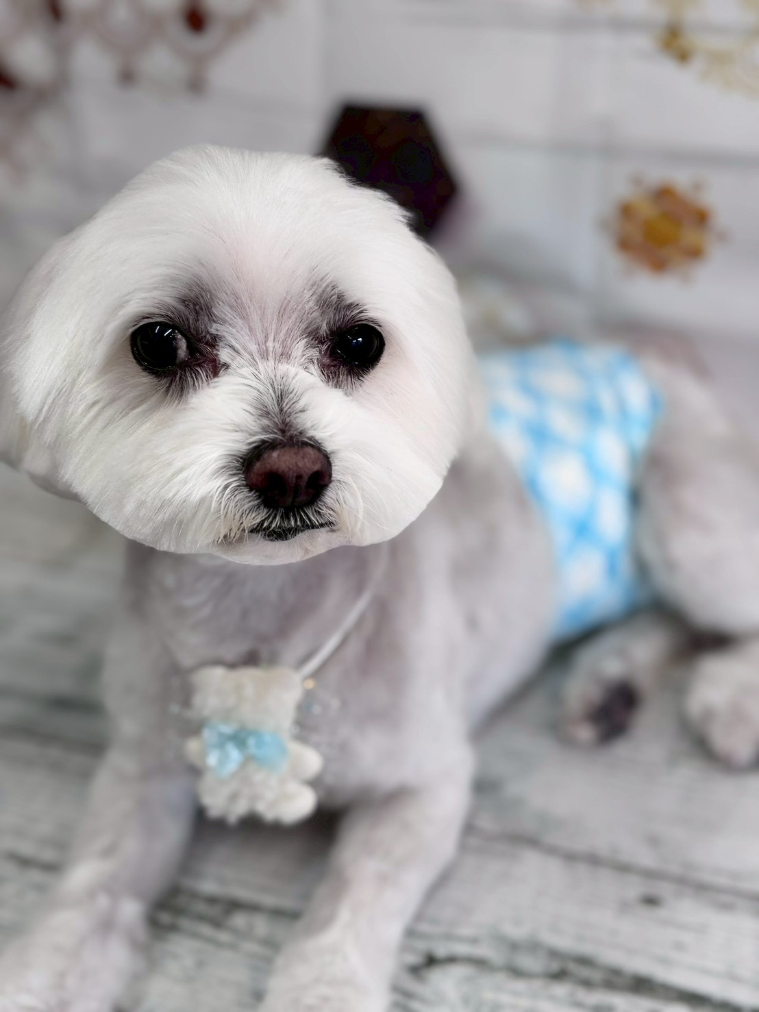 �I���[�W�� �挎�̂��q�l